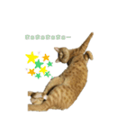 猫色々（個別スタンプ：6）