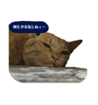 猫色々（個別スタンプ：7）