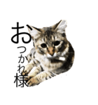 KIJIねこ猫ネコTORA（個別スタンプ：1）