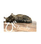 KIJIねこ猫ネコTORA（個別スタンプ：2）
