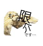 KIJIねこ猫ネコTORA（個別スタンプ：3）