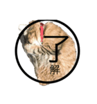 KIJIねこ猫ネコTORA（個別スタンプ：6）