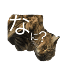 KIJIねこ猫ネコTORA（個別スタンプ：7）