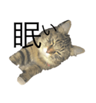KIJIねこ猫ネコTORA（個別スタンプ：8）