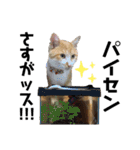 みんなともだち⑧（個別スタンプ：36）
