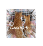 みんなともだち⑧（個別スタンプ：39）