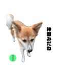 ミックス犬もなか（個別スタンプ：1）