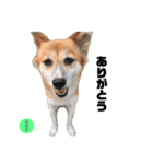 ミックス犬もなか（個別スタンプ：2）