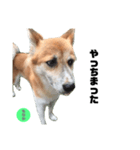ミックス犬もなか（個別スタンプ：3）