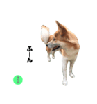 ミックス犬もなか（個別スタンプ：4）