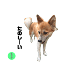 ミックス犬もなか（個別スタンプ：5）