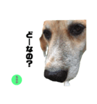ミックス犬もなか（個別スタンプ：6）
