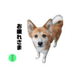 ミックス犬もなか（個別スタンプ：7）