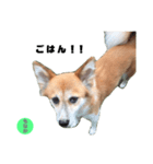 ミックス犬もなか（個別スタンプ：8）