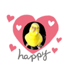 セキセイインコ(黄色)（個別スタンプ：1）