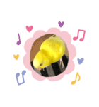 セキセイインコ(黄色)（個別スタンプ：2）
