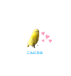 セキセイインコ(黄色)（個別スタンプ：3）