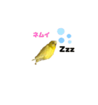 セキセイインコ(黄色)（個別スタンプ：5）