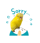 セキセイインコ(黄色)（個別スタンプ：6）