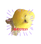 セキセイインコ(黄色)（個別スタンプ：7）