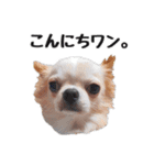 チワワのくうさま（個別スタンプ：1）