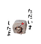 チワワのくうさま（個別スタンプ：3）