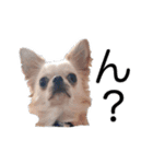 チワワのくうさま（個別スタンプ：5）