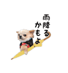 チワワのくうさま（個別スタンプ：6）