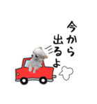 チワワのくうさま（個別スタンプ：7）