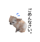チワワのくうさま（個別スタンプ：8）