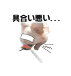 チワワのくうさま（個別スタンプ：10）