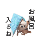 チワワのくうさま（個別スタンプ：11）
