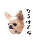 チワワのくうさま（個別スタンプ：12）