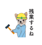 チワワのくうさま（個別スタンプ：13）