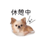 チワワのくうさま（個別スタンプ：14）