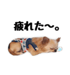チワワのくうさま（個別スタンプ：19）