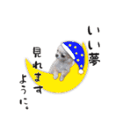 チワワのくうさま（個別スタンプ：20）