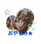 ★Mダックス幸くん★のスタンプ2（個別スタンプ：4）