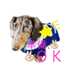 ★Mダックス幸くん★のスタンプ2（個別スタンプ：12）