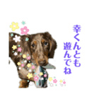 ★Mダックス幸くん★のスタンプ2（個別スタンプ：14）