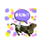 ★Mダックス幸くん★のスタンプ2（個別スタンプ：16）