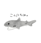 おサメさんスタンプ（個別スタンプ：1）