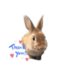 さとのうさぎ（個別スタンプ：1）
