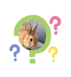さとのうさぎ（個別スタンプ：4）