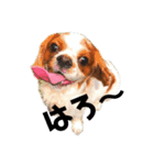 ぶさかわキャバリアのペコ（個別スタンプ：7）