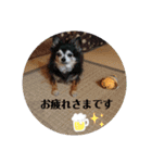 我が家のわんこ3（個別スタンプ：2）