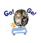 我が家のわんこ3（個別スタンプ：12）