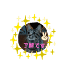 TENKOにゃんずฅ（個別スタンプ：1）