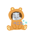 TENKOにゃんずฅ（個別スタンプ：2）