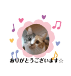 TENKOにゃんずฅ（個別スタンプ：3）